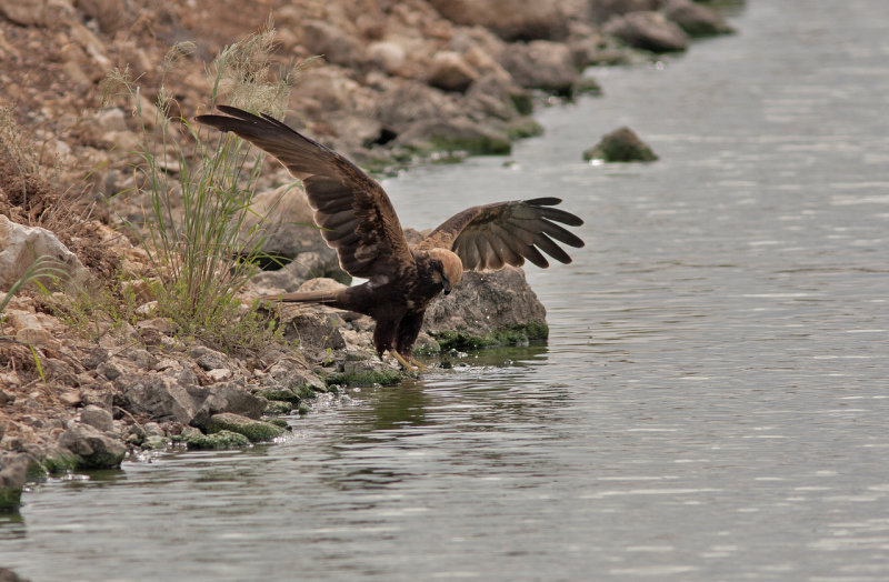 Marsh Herrier