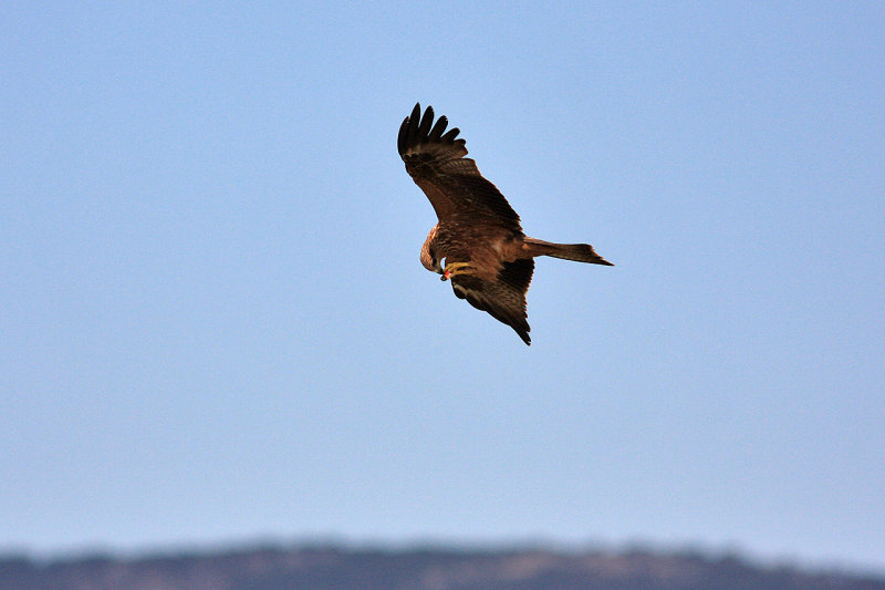 Black Kite
