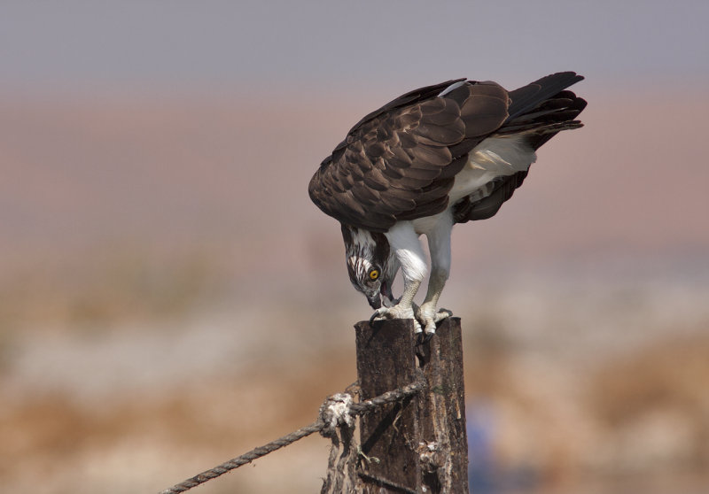 Osprey