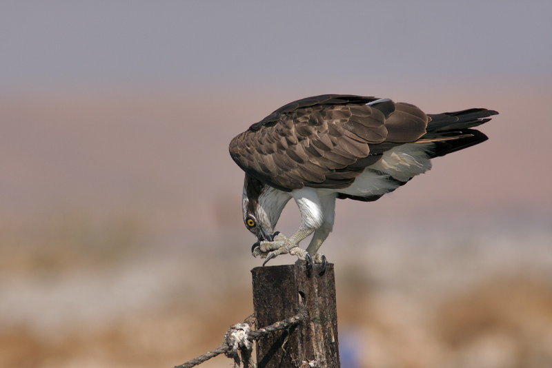 Osprey