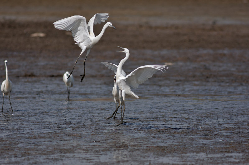 Little Egret
