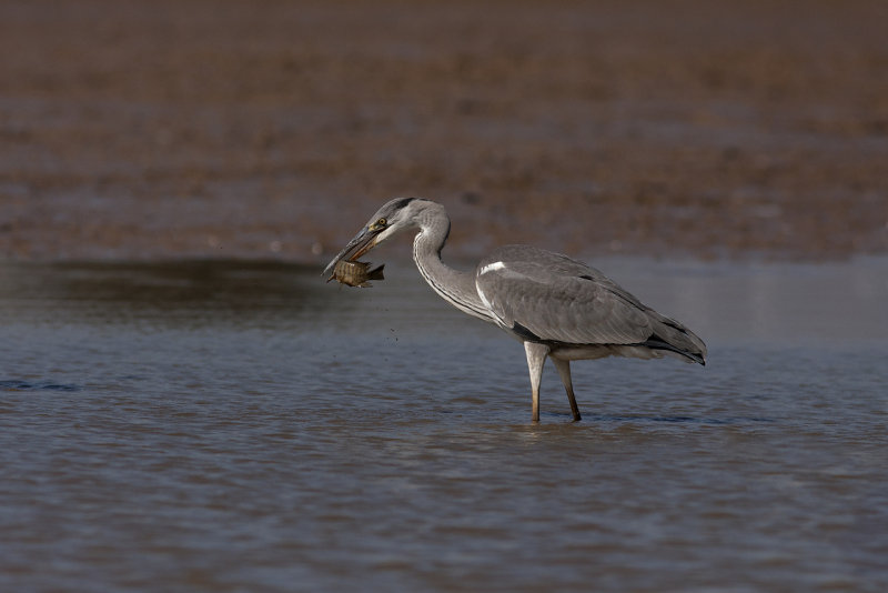 Grey Heron