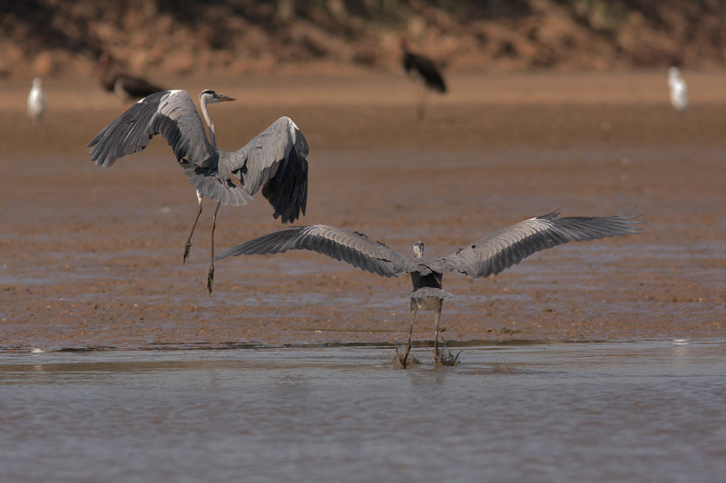 Grey Heron