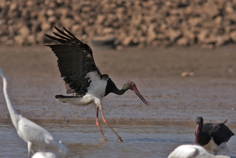 Stork