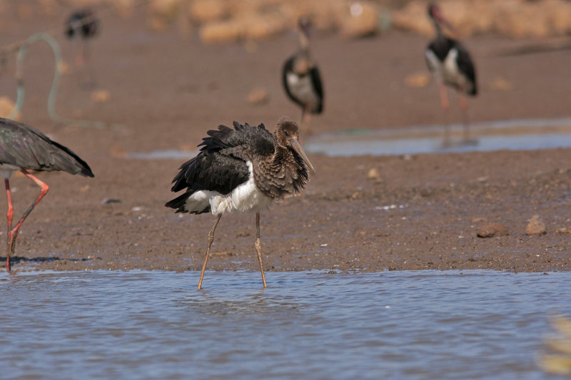 Stork