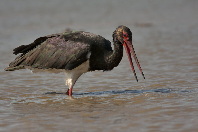 Stork
