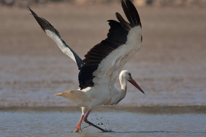 Stork