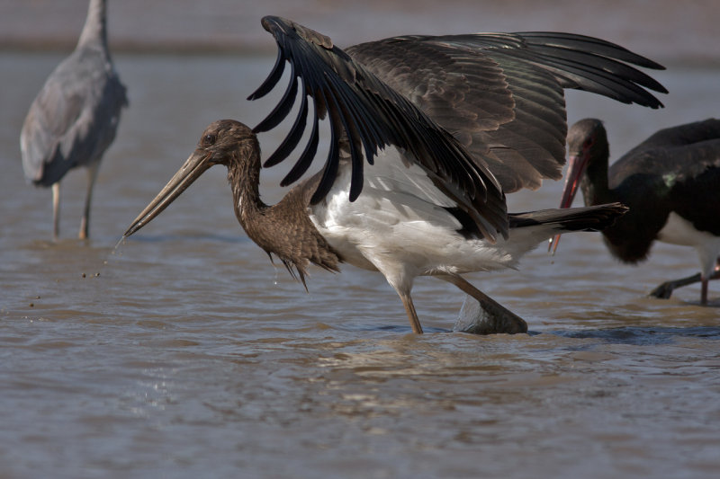 Stork