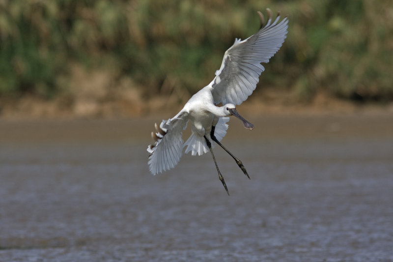 Spoonbill
