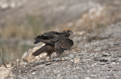 Marsh Herrier