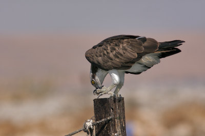 Osprey
