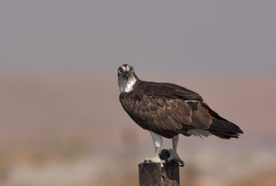 Osprey