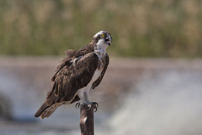 Osprey