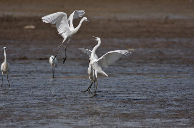 Little Egret