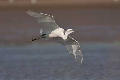 Little Egret