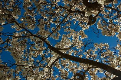 002 Magnolia blossom.jpg