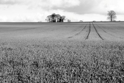 009 Field.jpg
