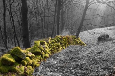 021 Mossy vein.jpg