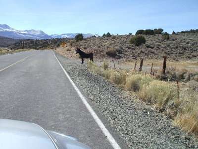 Leaving Bodie and a mule came out to the road to greet us