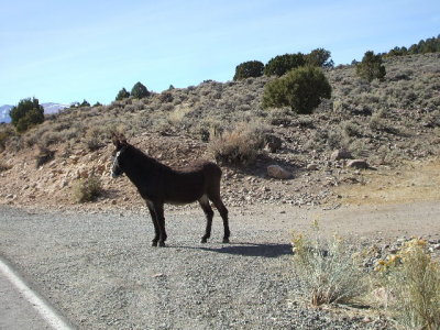 Leaving Bodie, as we got closer the mule turned around & ambled back to his corral, no one was around