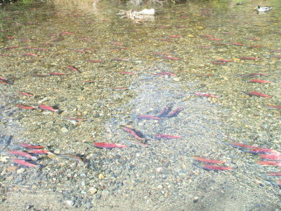 South Lake Tahoe-Taylor Creek-Kokanee salmon spawning in the creek-the water was only inches deep