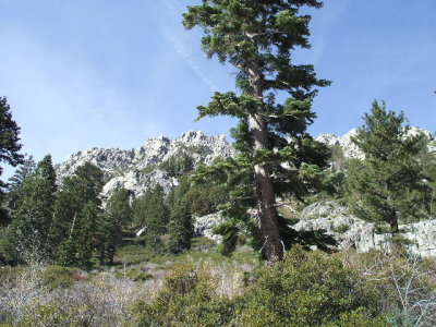 South Lake Tahoe-almost to the top, snow covered mountains