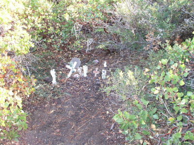 South Lake Tahoe-southeast side-found this memorial under some bushes, maybe ashes were tossed in the lake?
