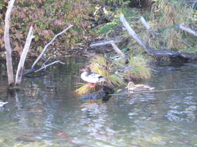 South Lake Tahoe-Taylor Creek-ducks are spawning salmon's enemy where they dig up and eat the eggs