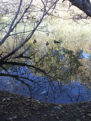 South Lake Tahoe-Taylor Creek-the sky & trees were reflected in the still water