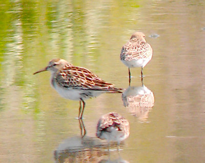 Bairds Sandpiper - 9-8-2012 - juv. with juv. Pectoral and adult Least - Ensley.