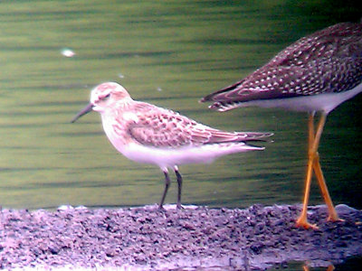 Bairds Sandpiper - 9-8-2012  - juv. Ensley - wing and tail extension.
