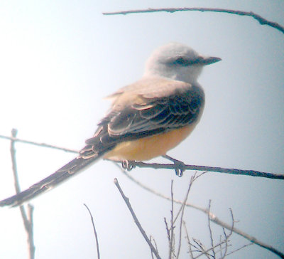 Scissor-tailed Flycatcher - 9-18-2012 - Pritchard-Moore Rd. Tunica Co MS.