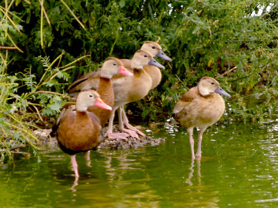 Black-bellied Whistling Duck - 9-23-2012 - Adults with fledged young- Ensley.