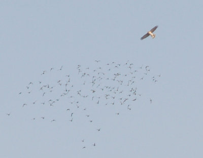 Cooper's Hawk - 10-9-2012 - jumping shorebirds Ensley Bottoms.