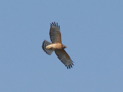 Red-shouldered Hawk - 10-13-2012 - adult migrating Ensley.