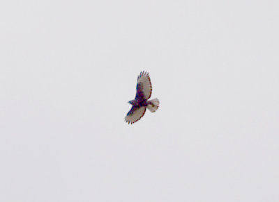Red-tailed Hawk - 10-21-2012 - dark morph Harlans - Crittenden Co. AR.jpg