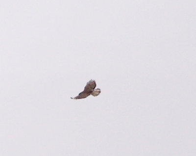 Red-tailed Hawk - 10-21-2012 - dark morph Harlans - upper tail pattern.jpg