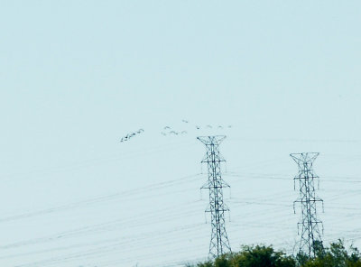 Ibis - 10-20-2012 - 17 plegadis - Ensley Bottoms.