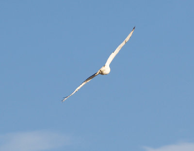 Ferruginous Hawk - 11-10-2012 - immature - Bogota WMA -