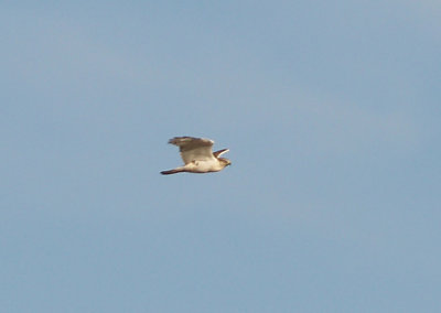 Ferruginous Hawk - 11-10-2012 - immature - Bogota WMA - 