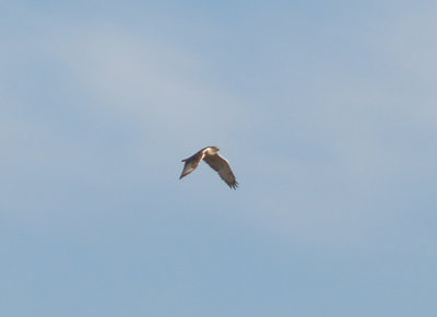 Ferruginous Hawk - 11-10-2012 - immature - head - Bogota WMA.