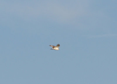 Ferruginous Hawk - 11-10-2012 - immature - kiting - Bogota WMA.