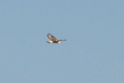 Ferruginous Hawk - 11-10-2012 - immature - upper primary coverts - tail -Bogota WMA.