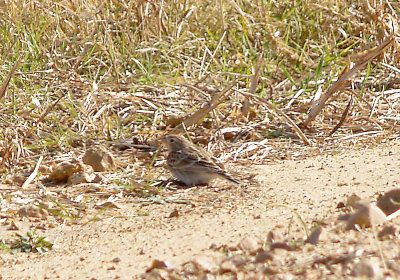 Female Chestnut-collared Longspur at Ensley Bottoms, Shelby Co. TN