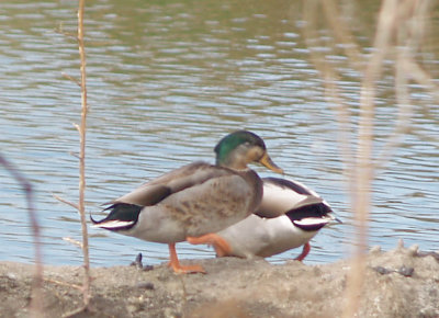 Mallard- Black Duck Hybrid - 11-14-2012 - Ensley Bottoms