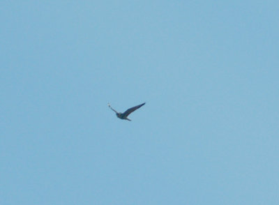 Peregrine Falcon - 11-14-2012 - radio on back - Ensley.