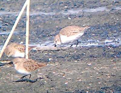 Western Sandpiper - 11-14-2012 basic plumage with basic Least Sandpipers.