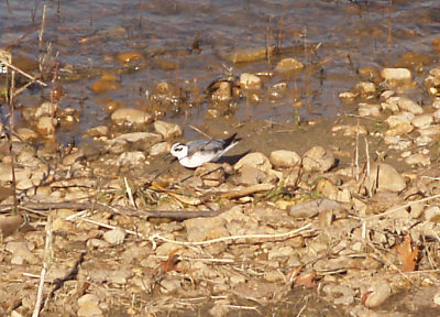 Red Phalarope - 11-15-2012 - Arkabutla Lake - MS.