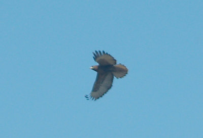 Red-tailed Hawk - 11-16-2012 - adult, dark rufous morph calurus - Ensley Bottoms