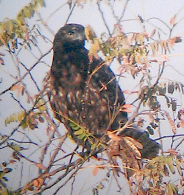 Red-tailed Hawk - 11-22-2012  - Harlans - immature dark intermediate morph - Ensley Bottoms.